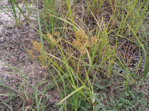 nutsedge 44jpg